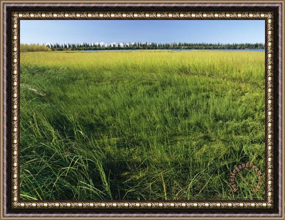 Raymond Gehman Wetlands of The Mackenzie River Framed Print