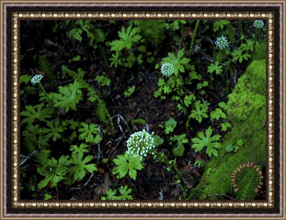 Raymond Gehman White Flowers in Muir Woods National Monument California Framed Print