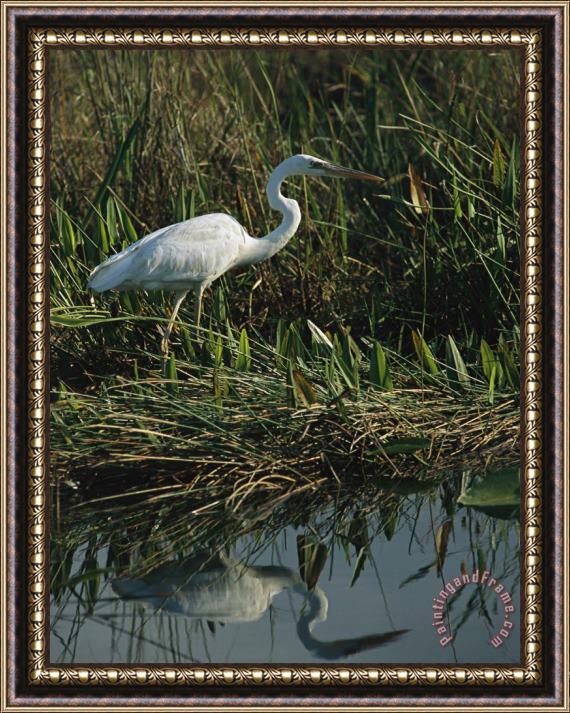 Raymond Gehman White Great Blue Heron in Pickerel Weeds And Marsh Reeds Framed Print