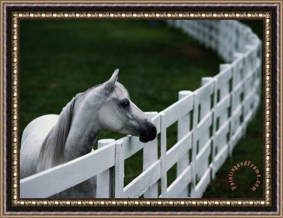 Raymond Gehman White Horse Staring Over a Wooden Fence Framed Painting