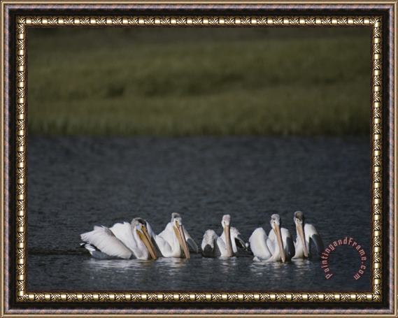 Raymond Gehman White Pelicans Encircling Fish on Yellowstone Lake Framed Painting