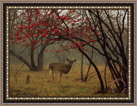 Raymond Gehman White Tailed Deer Doe in a Foggy Forest Clearing in Autumn Framed Painting