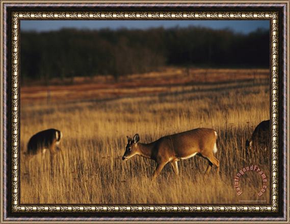 Raymond Gehman White Tailed Deer Eating in a Meadow Framed Painting