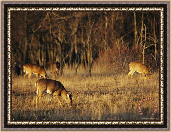 Raymond Gehman White Tailed Deer Eating in a Meadow Framed Painting
