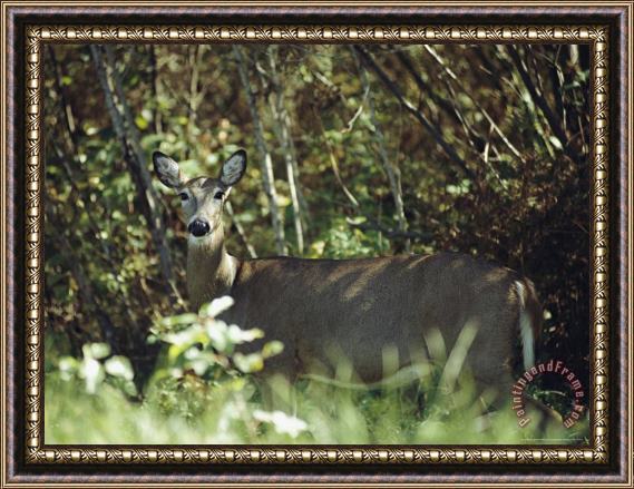 Raymond Gehman White Tailed Deer on The Edge of a Sun Dappled Manitoba Forest Framed Painting