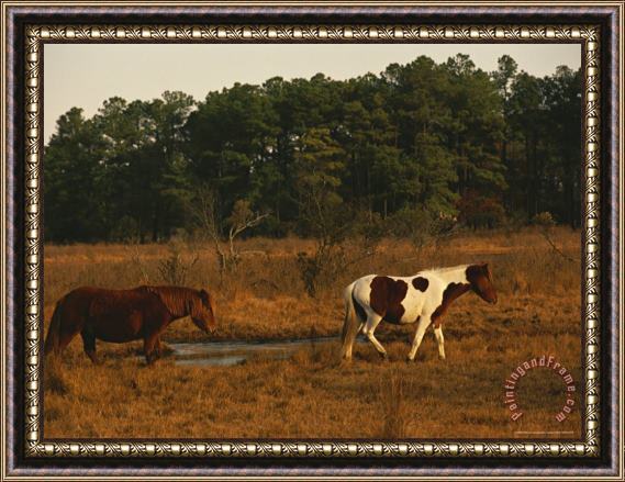 Raymond Gehman Wild Chincoteague Ponies Crossing a Marsh Near a Maritime Forest Framed Painting