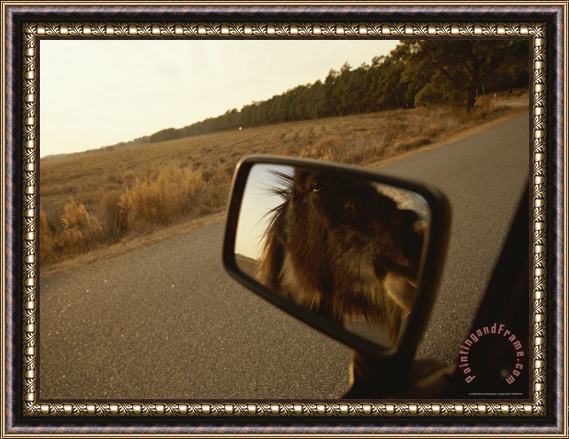 Raymond Gehman Wild Chincoteague Pony Reflected in a Cars Rear View Mirror Framed Print