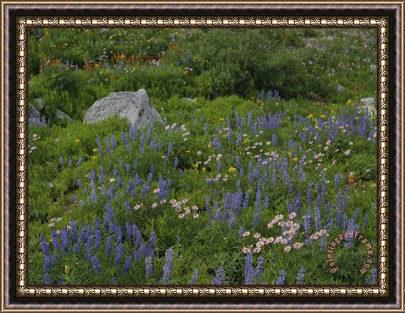 Raymond Gehman Wild Flower Meadow Teton Crest Trail Wyoming Framed Print