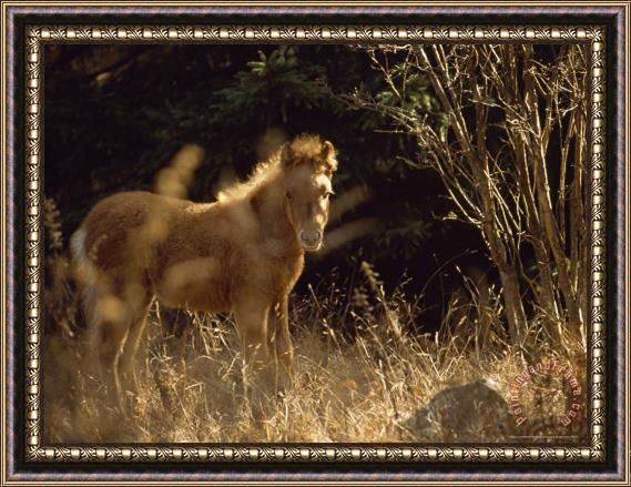 Raymond Gehman Wild Foal on The Appalachian Trail in Late Afternoon Sun Framed Painting