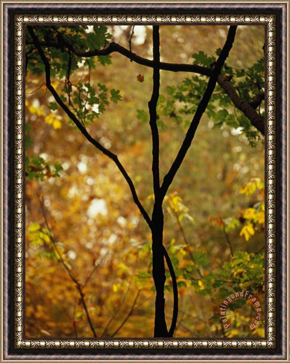 Raymond Gehman Wild Grape Vines Against an Autumn Woodland Setting Framed Painting