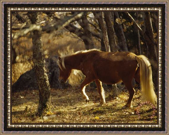Raymond Gehman Wild Mare on The Appalachian Trail Backlit in The Late Afternoon Framed Painting