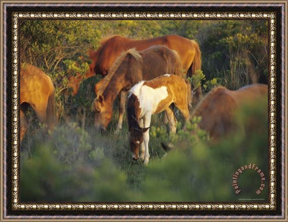 Raymond Gehman Wild Ponies And Foal Graze on Tender Grasses Framed Painting