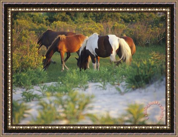 Raymond Gehman Wild Ponies Graze on Tender Grasses Framed Print