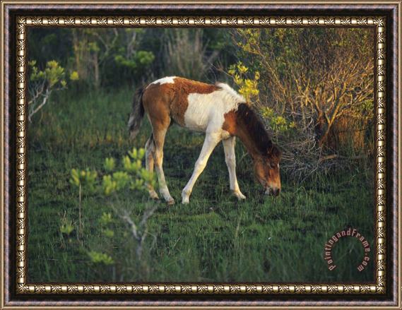 Raymond Gehman Wild Pony Grazing on Tender Grasses Framed Painting