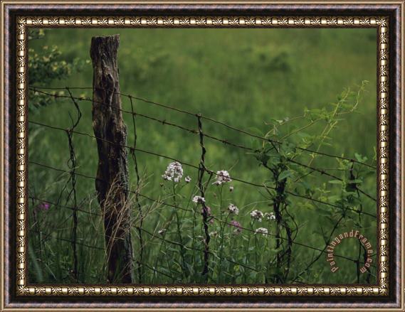 Raymond Gehman Wildflowers And Vines Growing in an Old Fence Topped with Barbed Wire Framed Print
