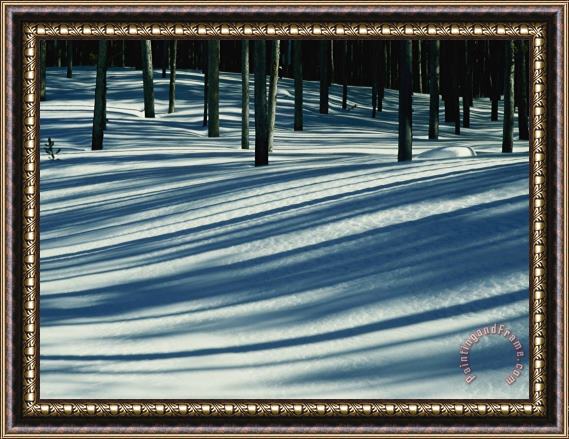 Raymond Gehman Winter Woodland View of a Lodgepole Pine Forest in Wyoming Framed Print