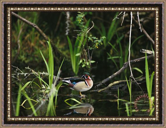 Raymond Gehman Wood Duck Reflected in Creek Water Framed Print