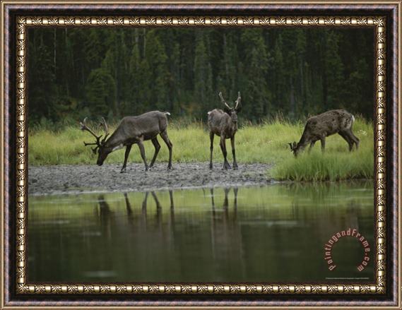 Raymond Gehman Woodland Caribou at a Mineral Lick in The Muskwa Kechika Wilderness Framed Painting