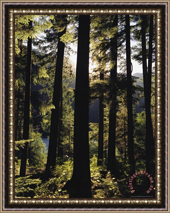 Raymond Gehman Woodland View of a Forest of Tall Evergreens Framed Painting