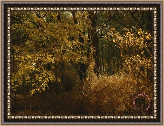 Raymond Gehman Woodland View of a Maritime Forest in Autumn Colors Framed Painting