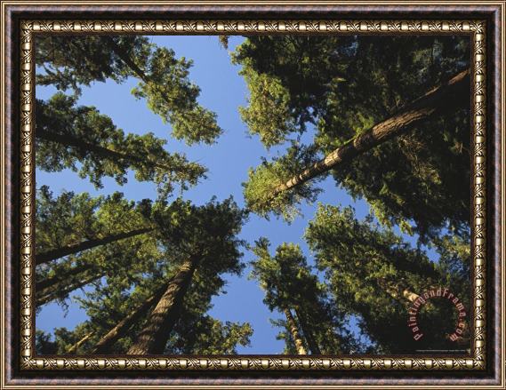 Raymond Gehman Woodland View of a Towering Forest of Evergreens Framed Painting