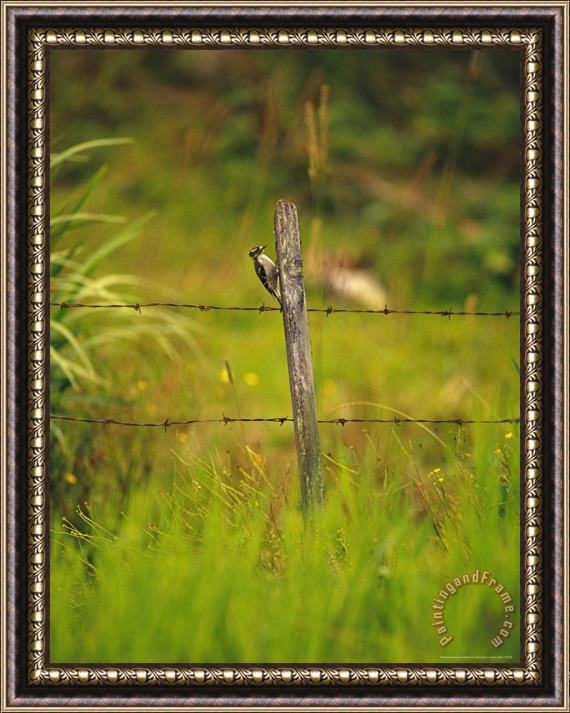 Raymond Gehman Woodpecker Clings to The Side of a Fence Post Framed Print