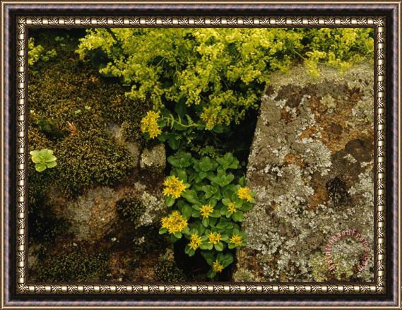 Raymond Gehman Yellow Blossoming Shrub And Flowers at The Thuya Garden Framed Painting