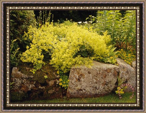 Raymond Gehman Yellow Blossoming Shrub at The Thuya Garden Framed Painting