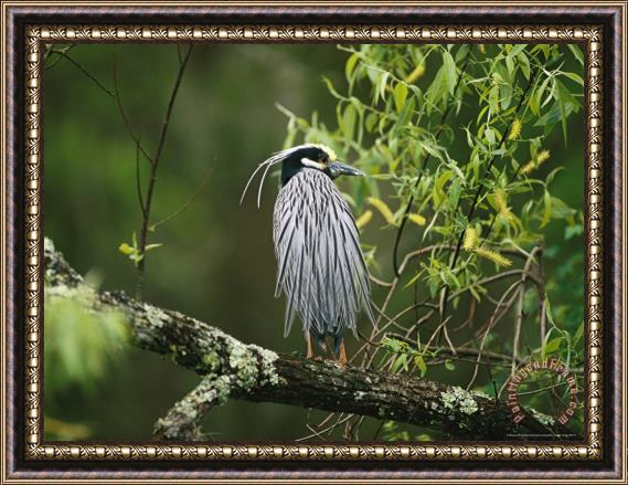 Raymond Gehman Yellow Crowned Night Heron Nyctanassa Violacea on a Branch Framed Painting