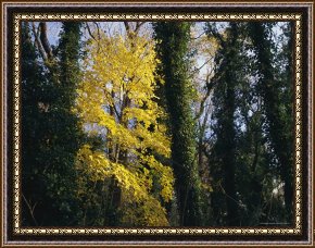 Olive Trees And Poppies Framed Paintings - Yellow Fall Foliage on Maple Trees And Ivy Entwined Tree Trunks by Raymond Gehman