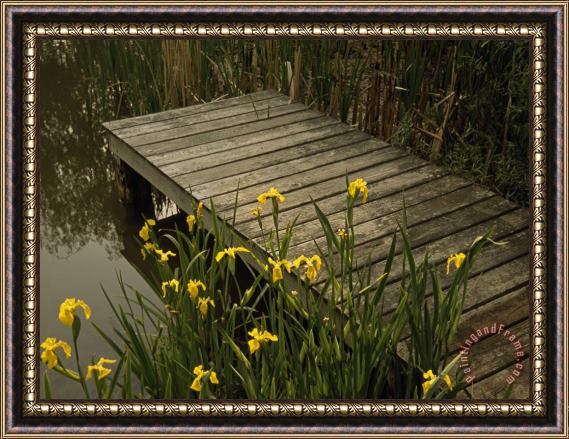 Raymond Gehman Yellow Irises Blooming by a Small Deck in a Calm Pond Framed Print