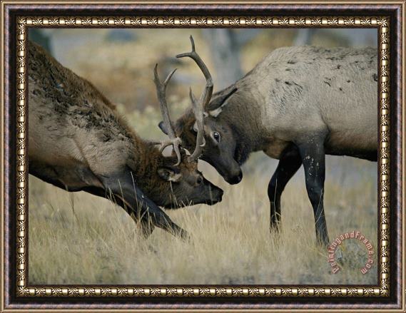Raymond Gehman Young Bull Wapitis Spar at The Start of The Fall Rut Framed Painting