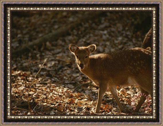 Raymond Gehman Young Sika Deer Standing Near Its Mother Framed Painting