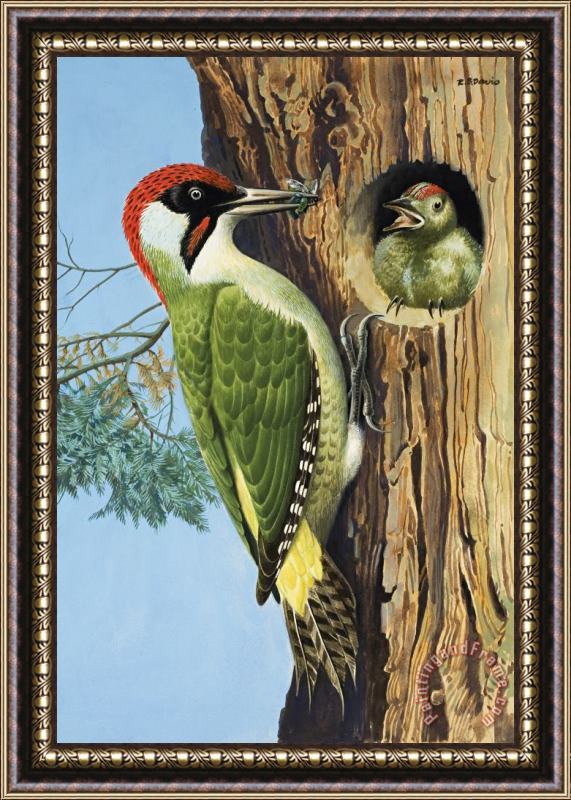 RB Davis Woodpecker Framed Painting