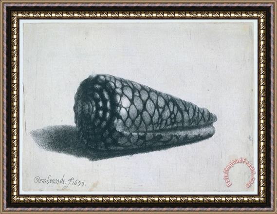 Rembrandt Cone Shell (conus Marmoreus) Framed Print