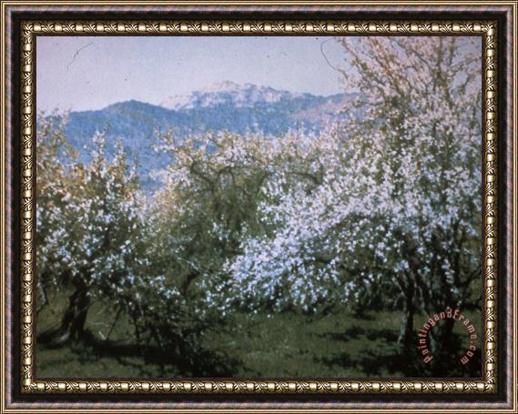 Richard Wheeler Whitney Abandoned Orchard Framed Painting