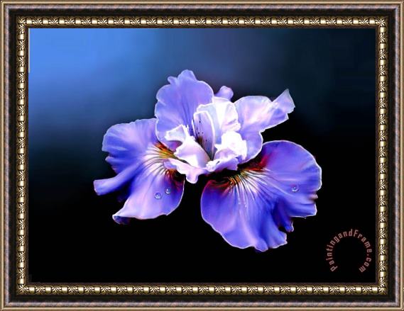 Robert Foster Siberian Iris Framed Painting