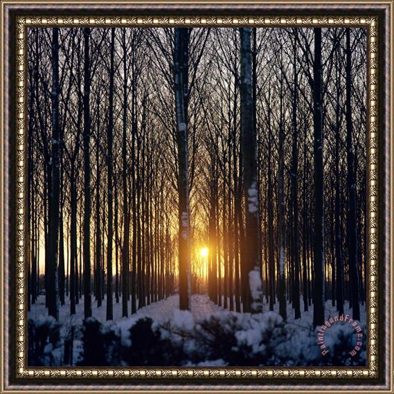 Robert Hallmann Winter Sunset Through The Trees Framed Painting
