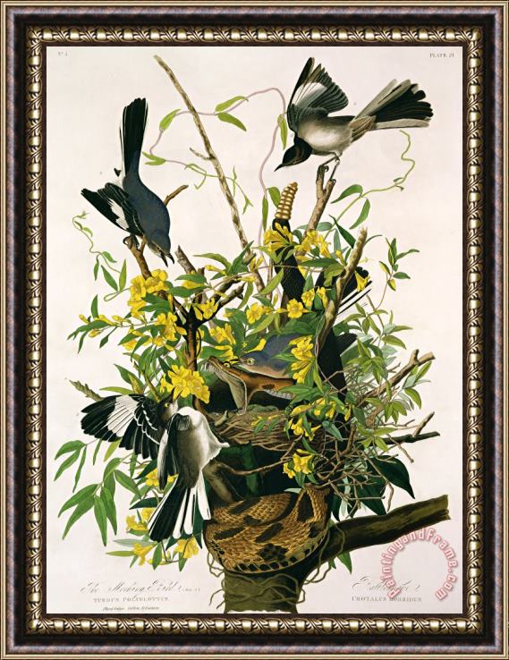 Robert Havell Mocking Birds And Rattlesnake Framed Painting