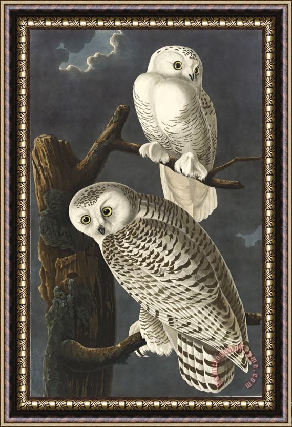 Robert Havell Snowy Owl Framed Painting