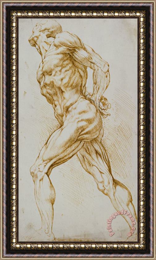 Rubens Anatomical Study Framed Painting