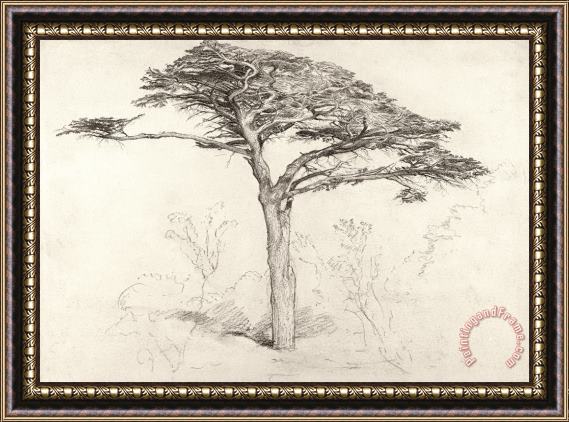 Samuel Palmer Old Cedar Tree In Botanic Garden Chelsea Framed Print