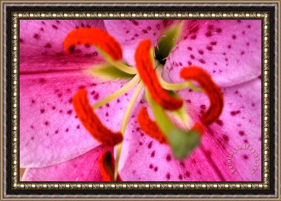 Sarah O Toole Pink Aroma Framed Print