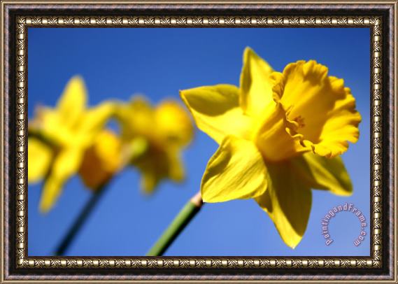 Sarah OToole Daffodil Line Framed Print