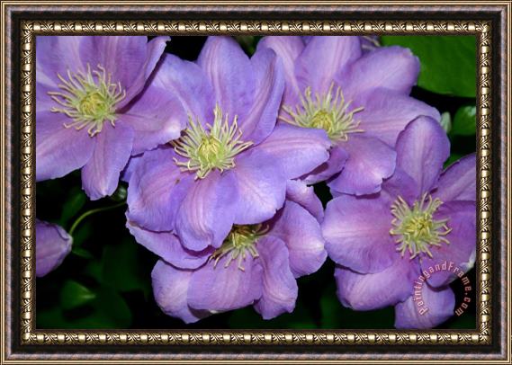 Sarah OToole The Clematis Gang Framed Painting