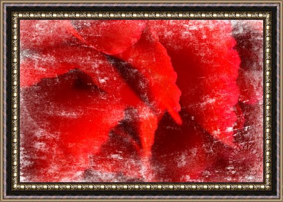 Sia Aryai Carnation Red I Framed Painting