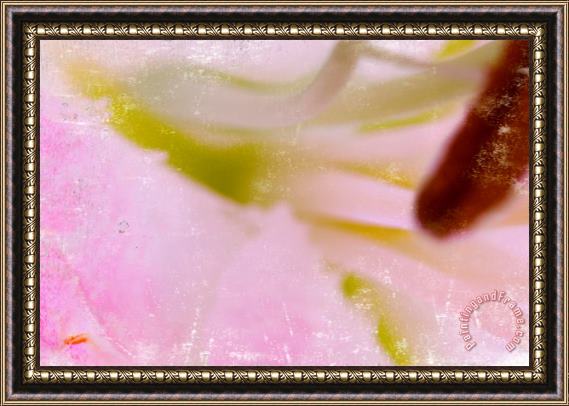 Sia Aryai Casablanca Pink IV Framed Painting