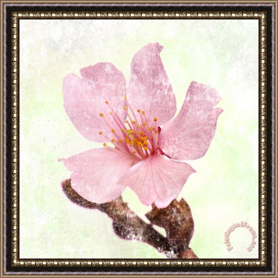 Sia Aryai Cherry Blossom Framed Painting