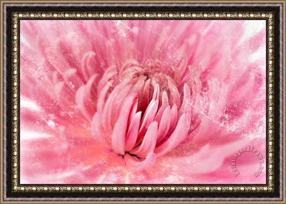 Sia Aryai Chrysanthenum Pink Framed Painting