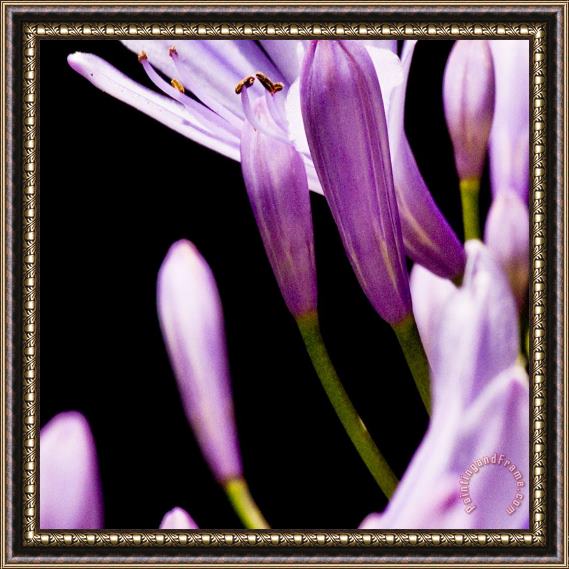 Sia Aryai Floret Purple III Framed Painting
